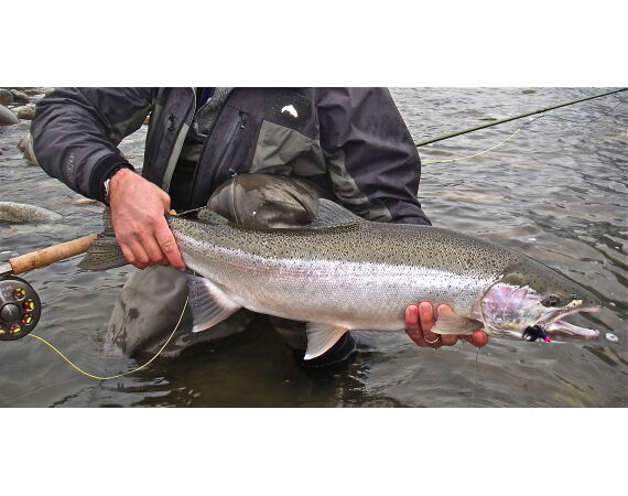 Canada zalm en steur