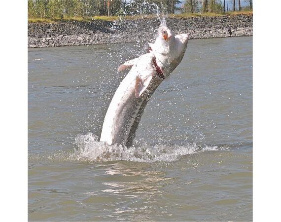 Canada zalm en steur
