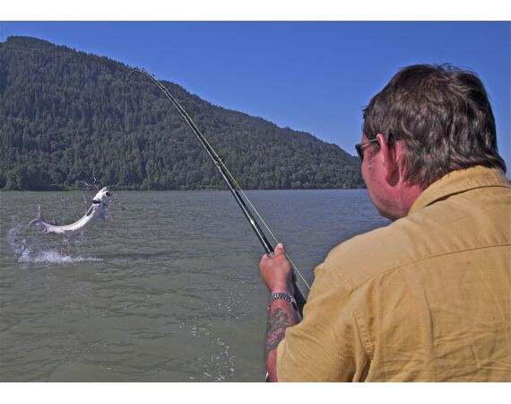 Canada zalm en steur