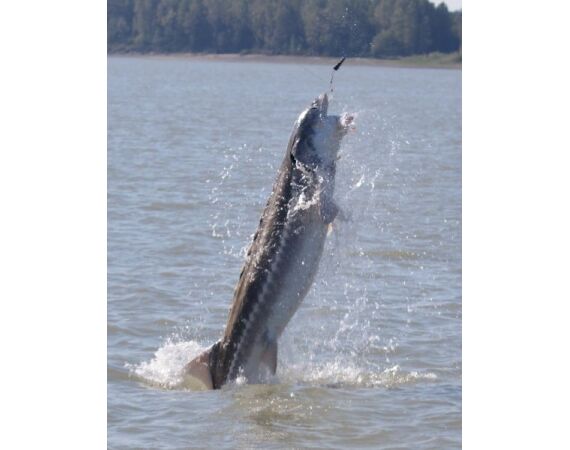 Canada zalm en steur