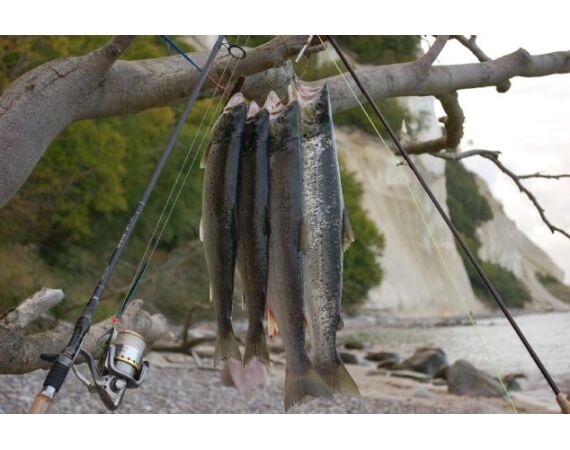 Moen, Denemarken Zeeforel