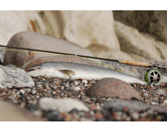 Moen, Denemarken Zeeforel