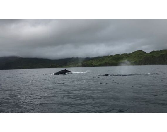 Beringzee, heilbot en zalm Alaska