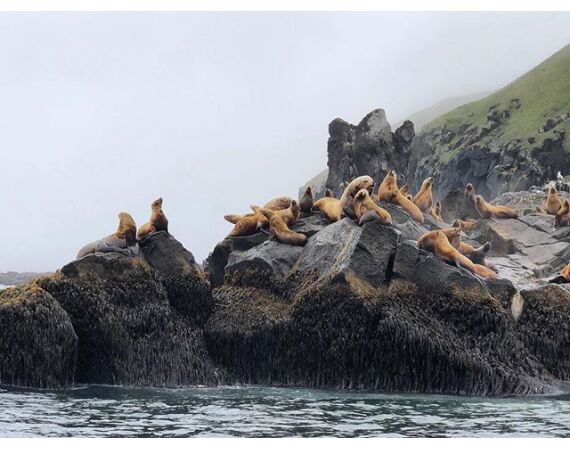 Beringzee, heilbot en zalm Alaska