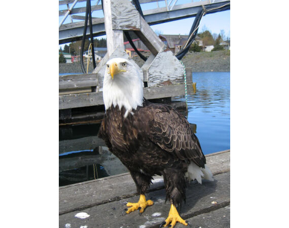 Beringzee, heilbot en zalm Alaska