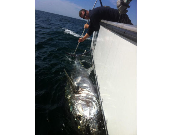 Nova Scotia, blauwvin tonijn, Canada