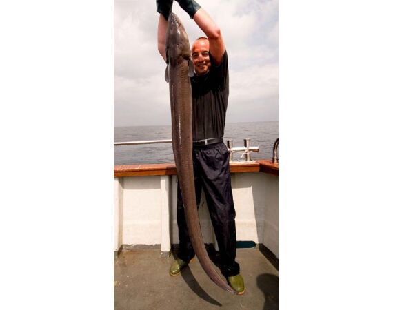 Ierland, Donegal zeevissen