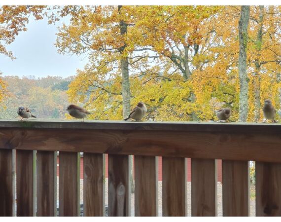 Smartlures Roofvis Festival 2026