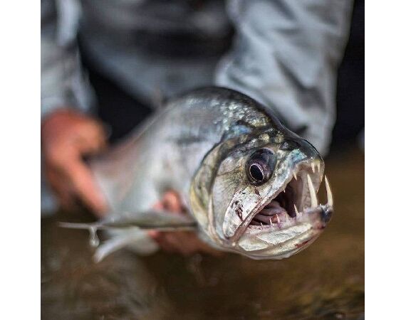 Arapaima Bolivia