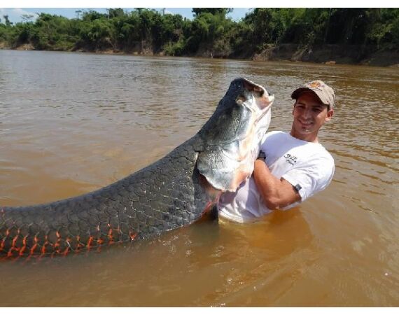 Arapaima Bolivia