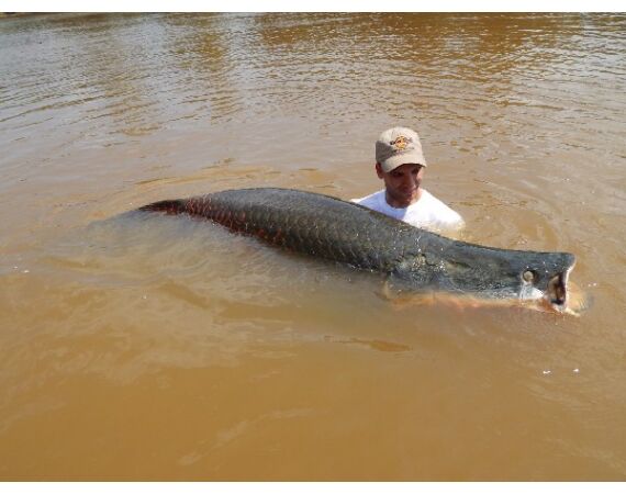 Arapaima Bolivia