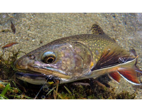 Op de top van de Pyreneeën