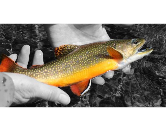 Pyreneeën van oost naar west