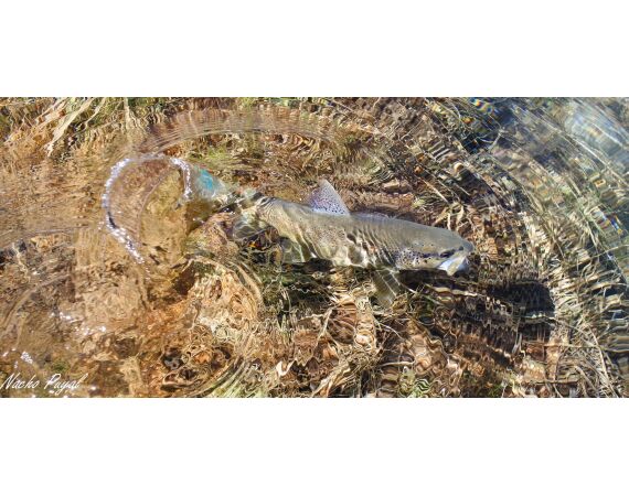 Pyreneeën van oost naar west