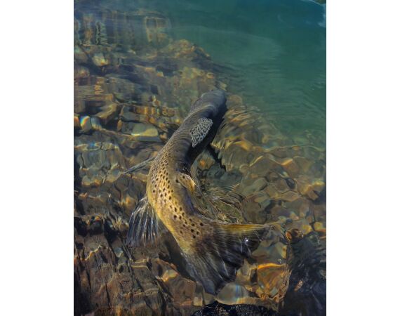 Pyreneeën van oost naar west