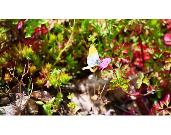 Pyreneeën van oost naar west