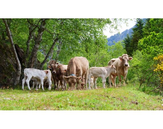 Pyreneeën van oost naar west