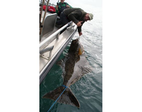 Havoysund Arronet boot