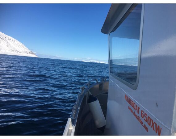 Savage Gear Loppa festival juni 2026