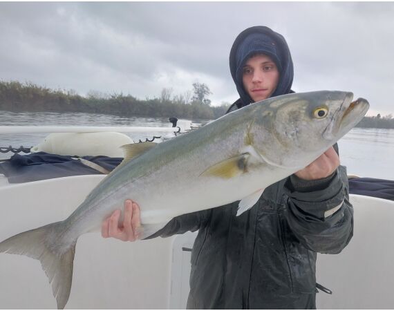 Spanje Blauwvintonijn