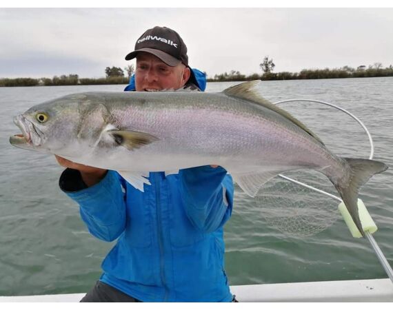 Spanje Blauwvintonijn