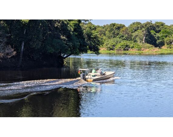 Arapaima Bolivia aug 2026