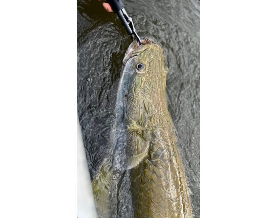 Arapaima Bolivia aug 2026