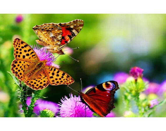 Madagascar Live aboard