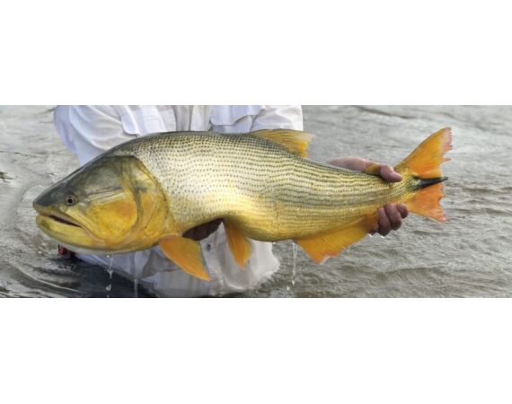 Argentinie, Golden Dorado