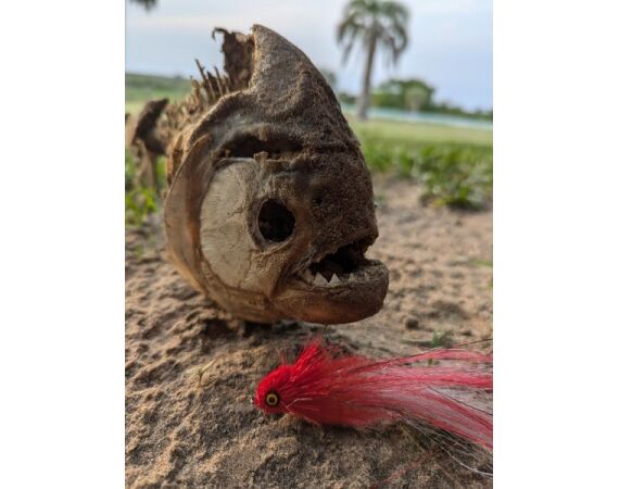 Argentinie, Golden Dorado