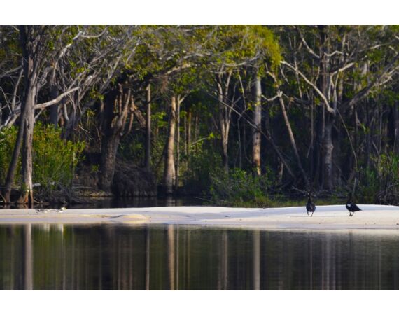 Peacock Bass Houseboat feb 27