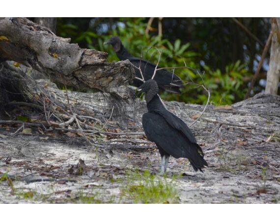 Peacock Bass Houseboat feb 27
