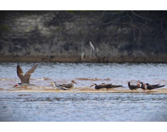 Peacock Bass Houseboat feb 27