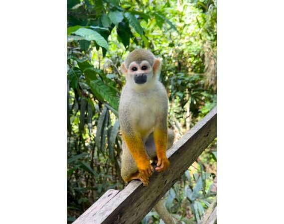 Peacock Bass Houseboat feb 27