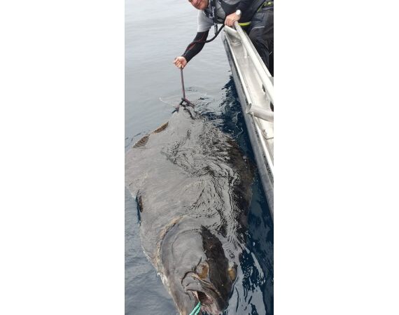 Savage Gear Heilbot festival sep 26