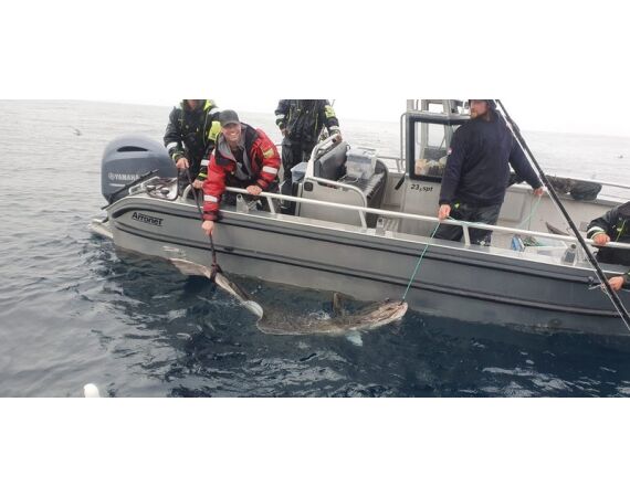 Savage Gear Heilbot festival sep 26