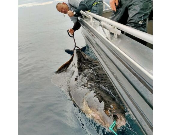 Savage Gear Heilbot festival sep 26