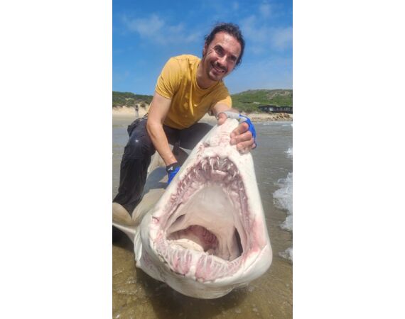 Zuid Afrika Mosselbaai nov 2026