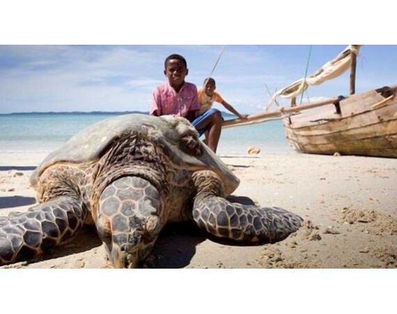 Fauna goes Madagascar! jan 27