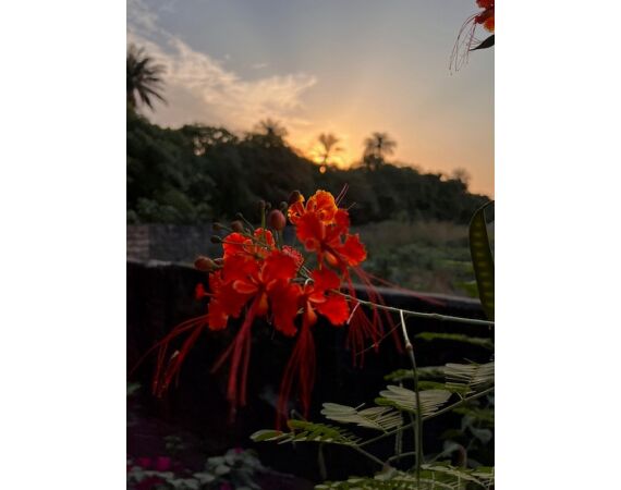 Guinee Bissau groep nov 26