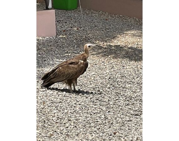 Guinee Bissau groep nov 26