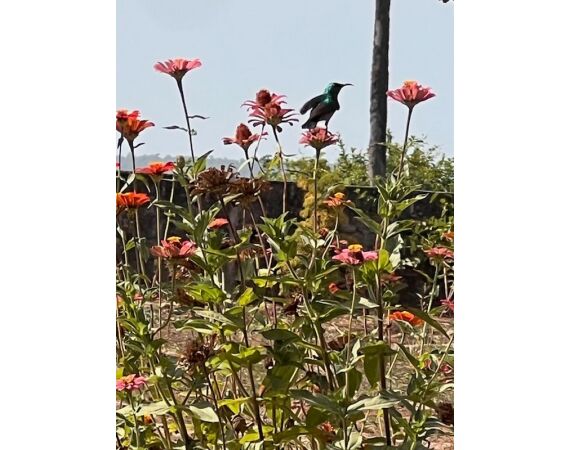 Guinee Bissau groep nov 26