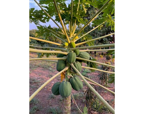 Guinee Bissau groep nov 26