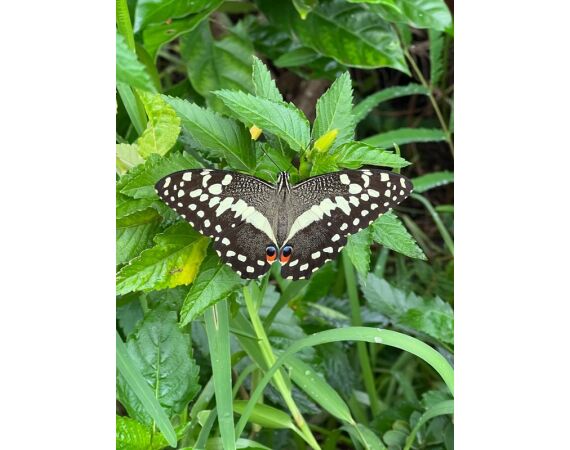 Guinee Bissau groep nov 26