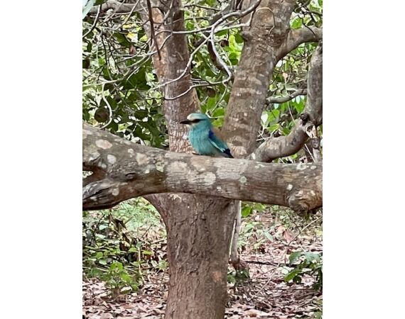 Guinee Bissau groep nov 26