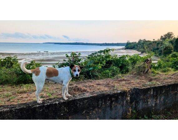 Guinee Bissau groep nov 26