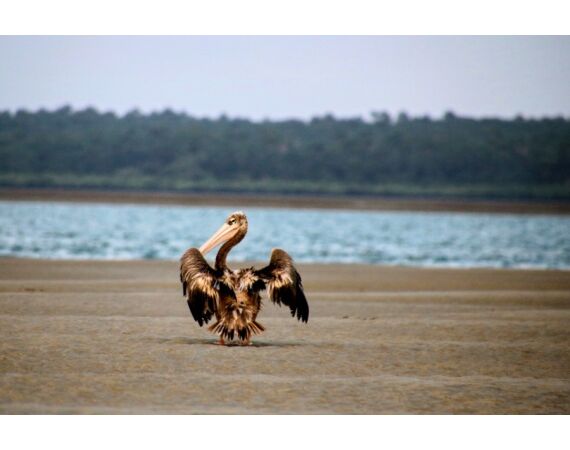 Guinee Bissau groep nov 26