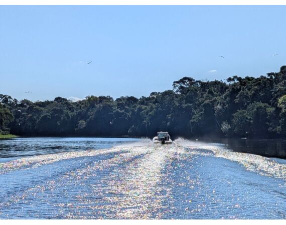Arapaima Bolivia sep 2027