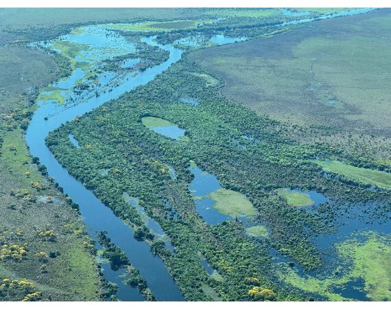 Arapaima Bolivia sep 2027