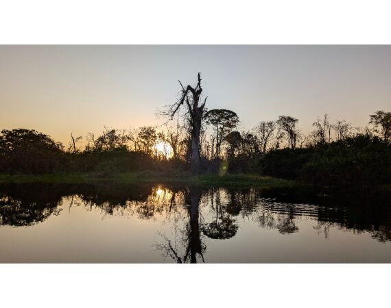 Arapaima Bolivia sep 2027